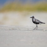 2025083期开奖结果正式公布,最新中奖号码揭晓 8loa84