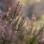 2025070期双色球开奖时间具体安排公布 caghbre