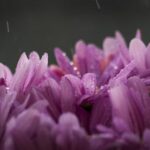 2025066期双色球开奖号码公布,大奖花落谁家? iwp97kxls3