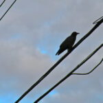 2025080期双色球开奖号码及结果查询 j26fp8pcv