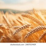 2025070期彩票开奖结果最新公布与中奖号码查询 r7vfzv