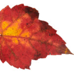 2025082期双色球开奖号码已公布,快来看看你中奖了吗? w9pi3